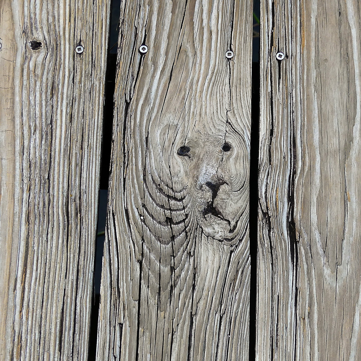 WETLANDS 期刊：促进湿地科学与保护的领先平台