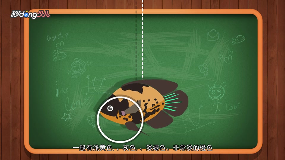 盘点地图鱼的各种漂亮花纹