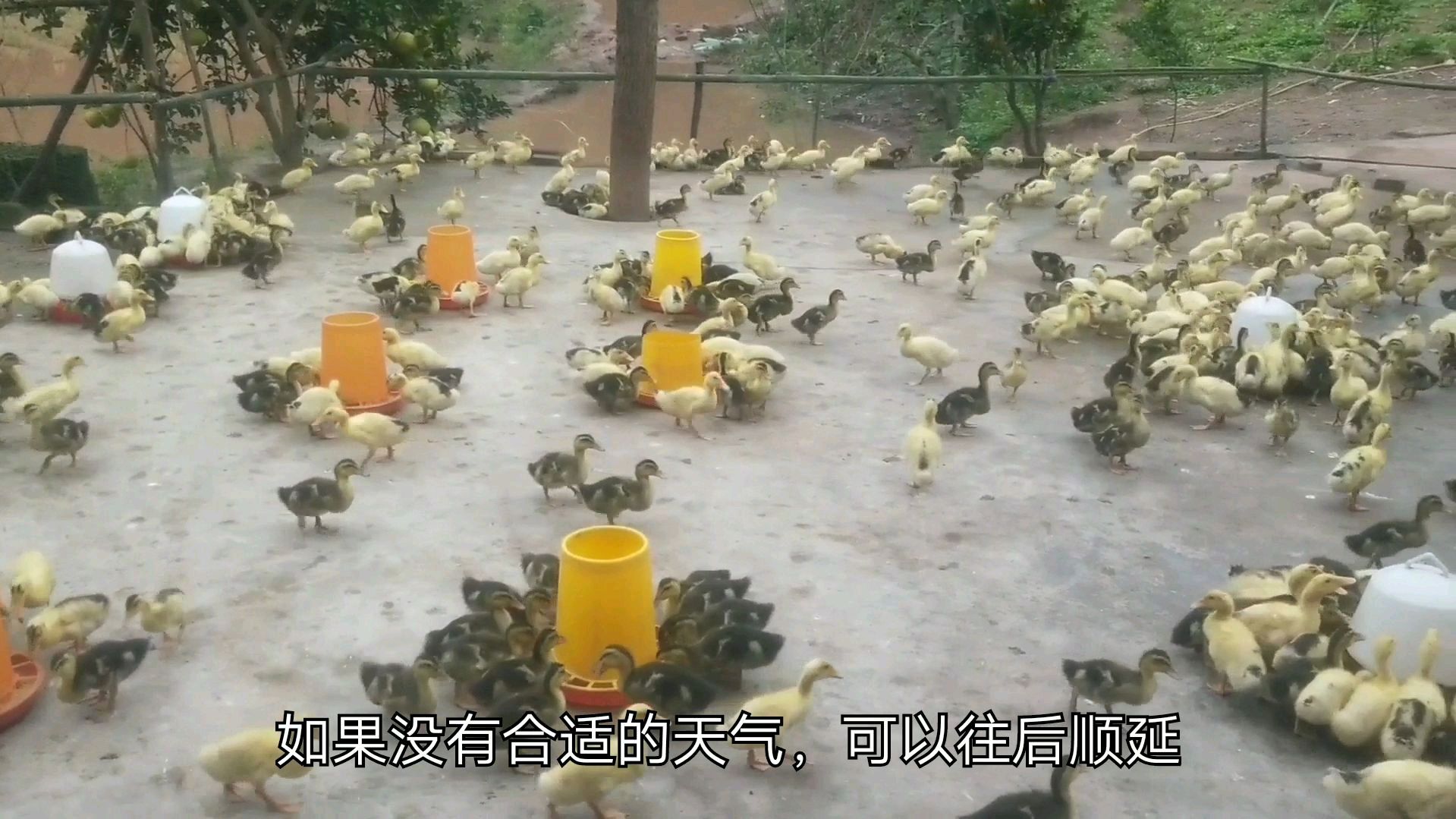 冬季养鸭有妙招做好这些不仅能保证鸭苗正常下水还能让鸭子少生病