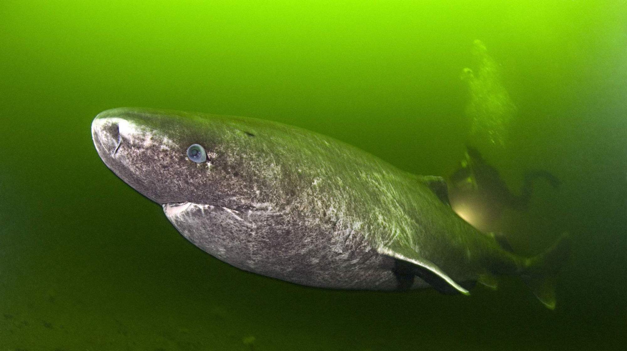 从明朝活到现在的鲨鱼,年龄超过512岁,阎王都收不走它