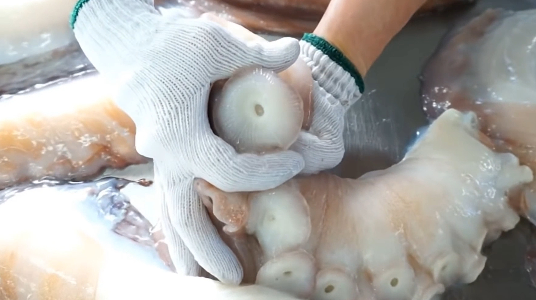 日本大厨处理巨型活章鱼,胳膊粗的爪子,切割过程看着真过瘾