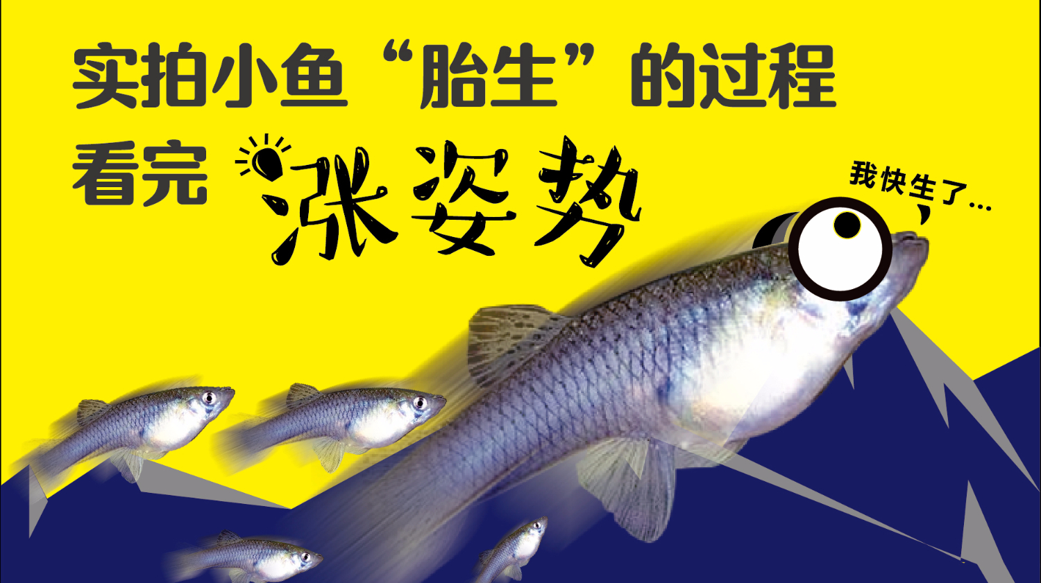鱼缸日记 012期丨实拍食蚊鱼“胎生”的全部过程,看完能涨点姿势