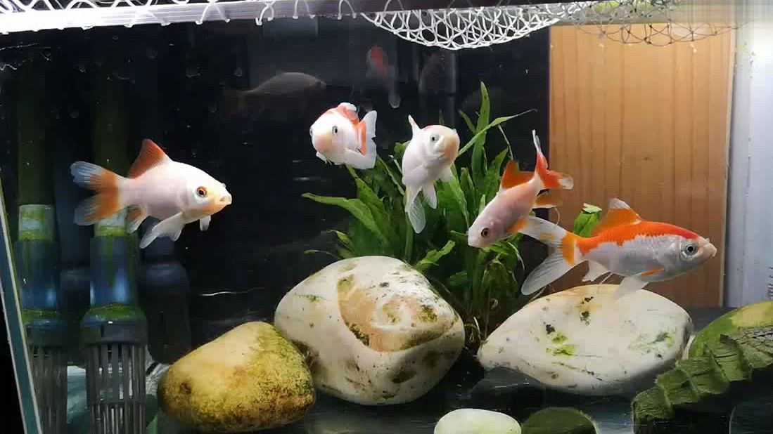 五条小草金,颜色挺特别,关键一块钱一条,养来玩玩