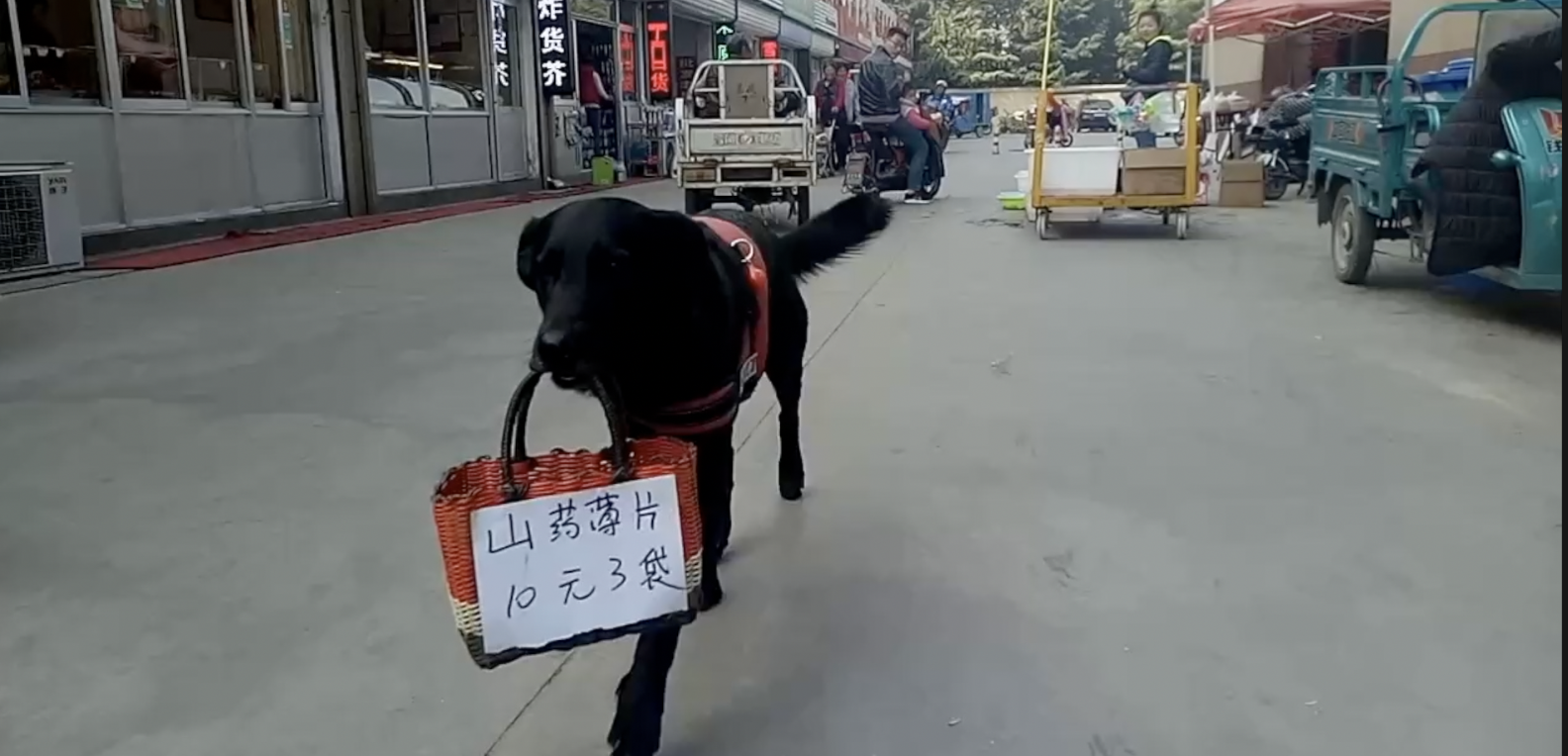 真·广告狗!每天叼广告牌为主人招揽生意,一趟要走3小时