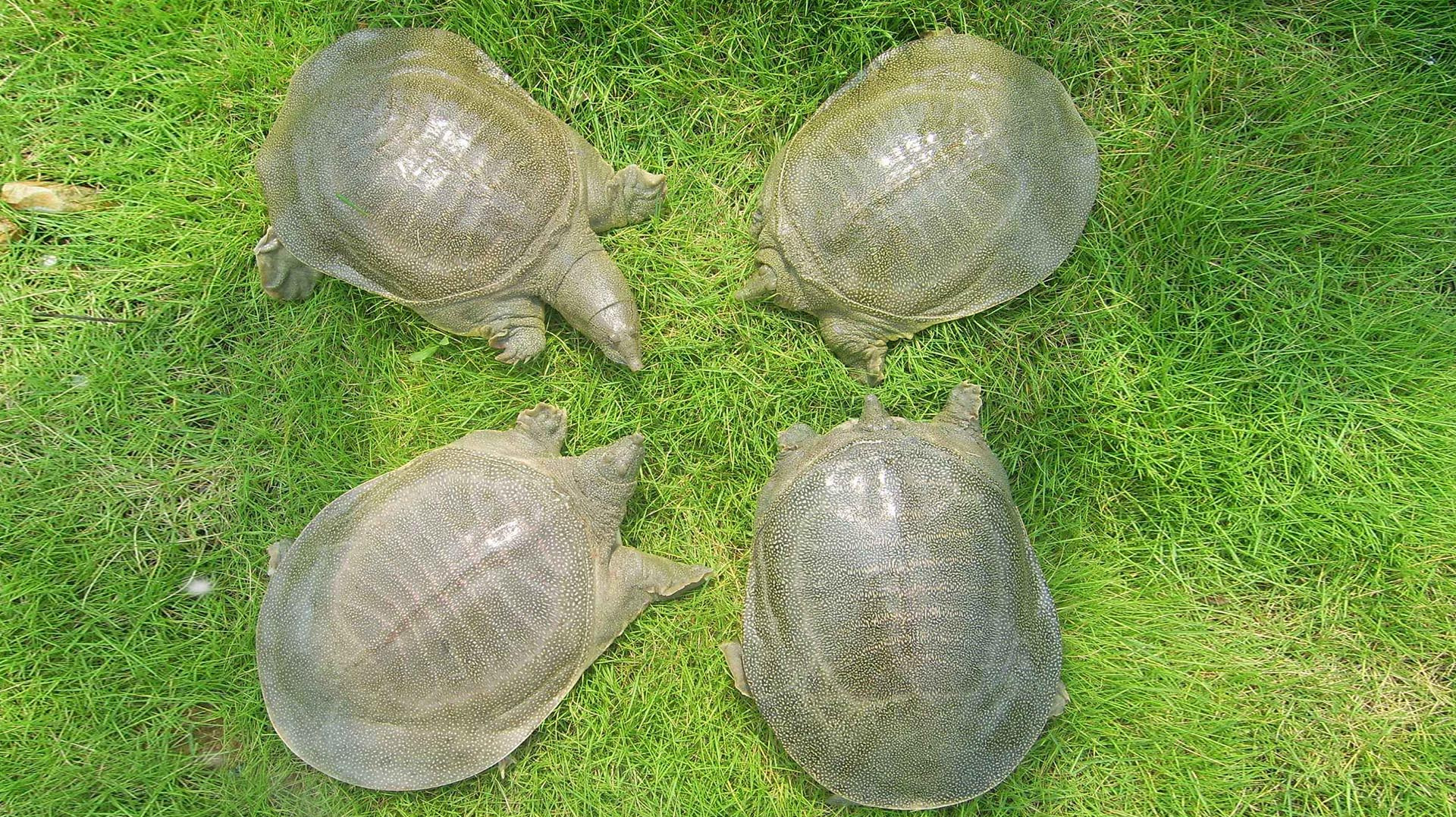 在农村有说“上山甲鱼,下山野鸡不能碰”什么意思?有什么含义