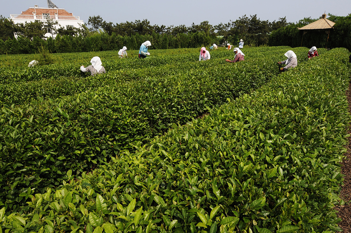 曲靖市农业学校五年制专科招生报名咨询 - 培养现代农业人才