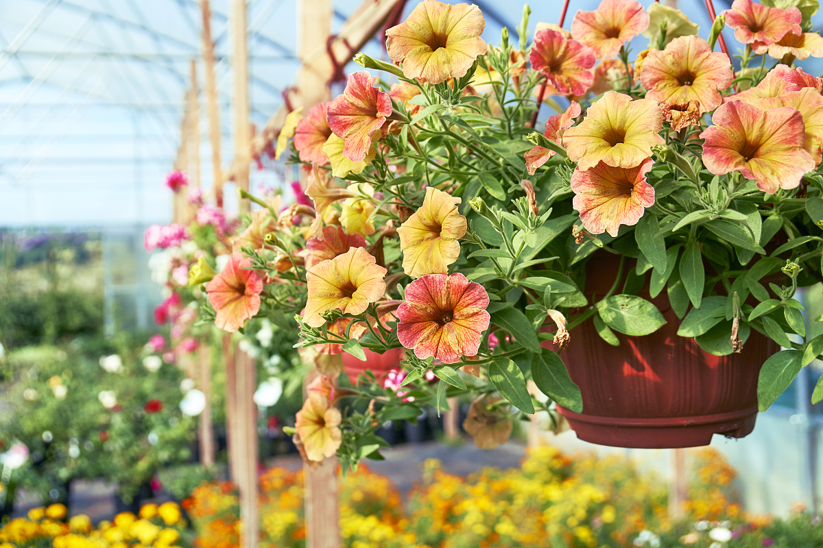 美国人在家里会种植一些什么花？