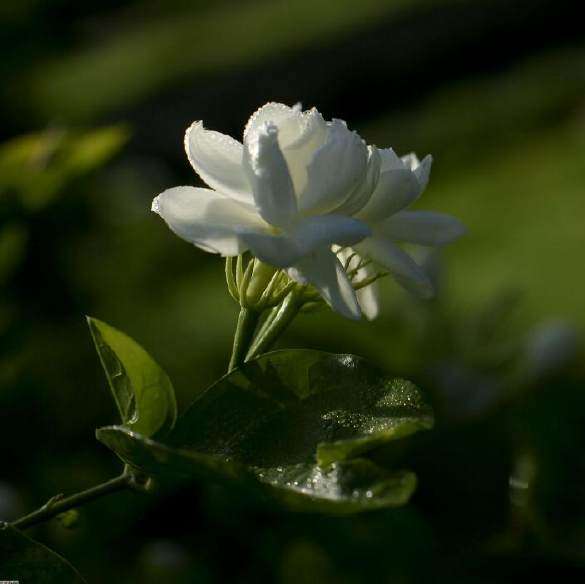 LOL:英雄实力排行榜