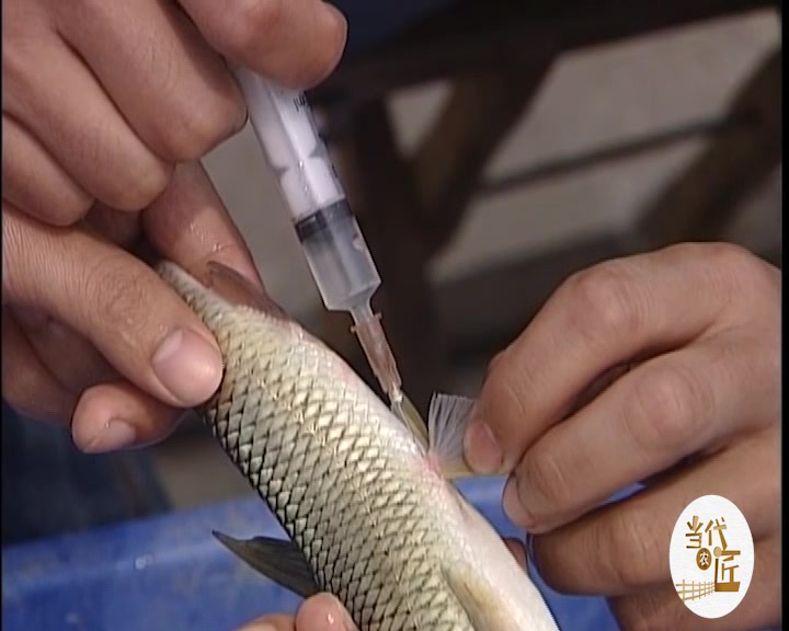 草鱼人工免疫技术,疫苗该如何选择,这点一定要注意