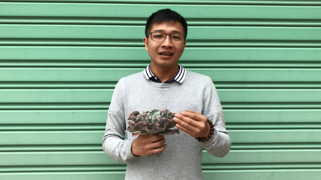 多肉植物“高砂之翁老桩”,养护注意“3点”,适合“露养”盆栽