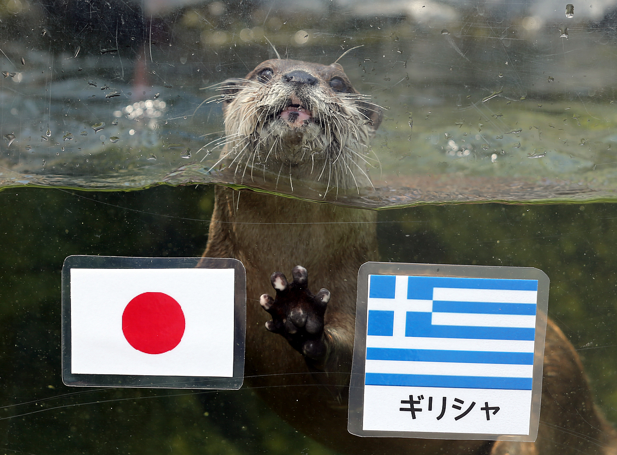 2014年6月19日,日本姬路,2014巴西世界杯,动物预测世界杯希腊与日本的