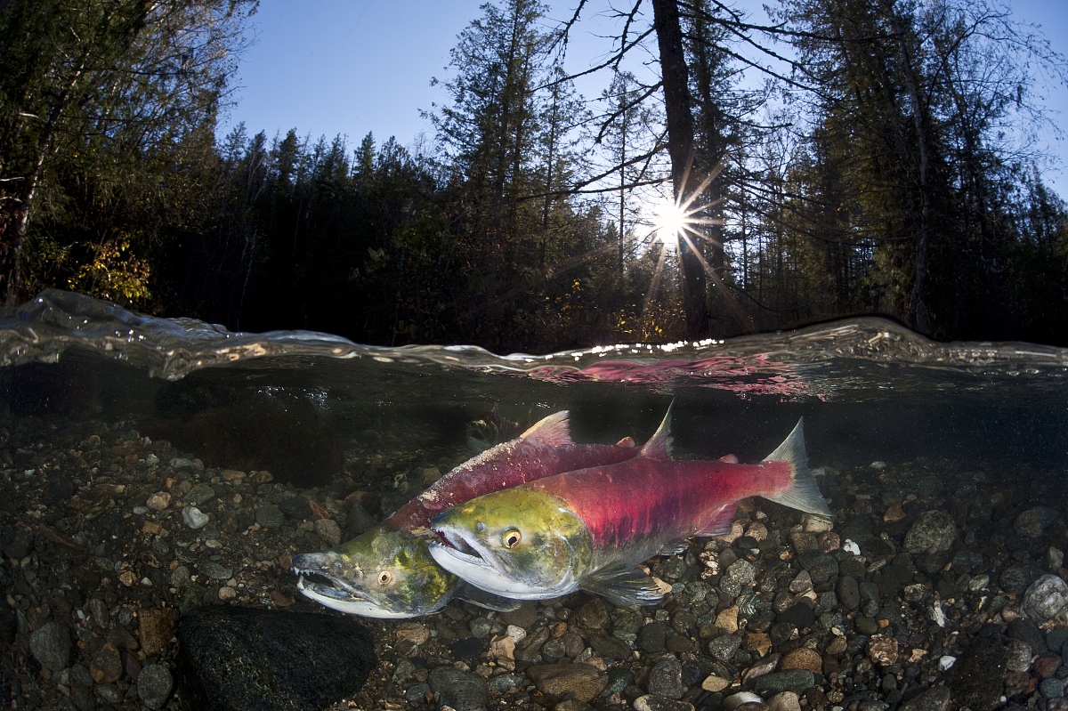 鲑鱼洄游：生长、繁殖、遗传的奥秘