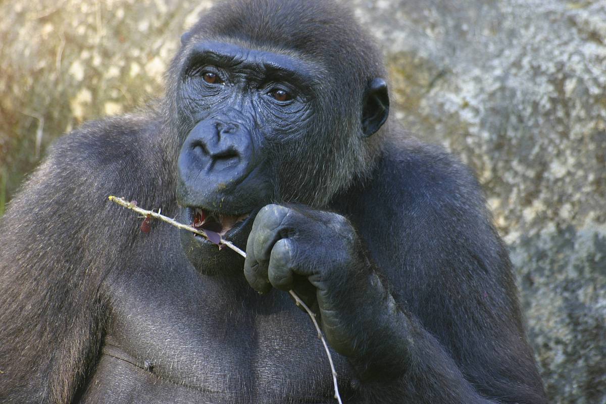 AutoHotkey: 将 Alt+← 配置为 Home 键，Alt+→ 配置为 End 键