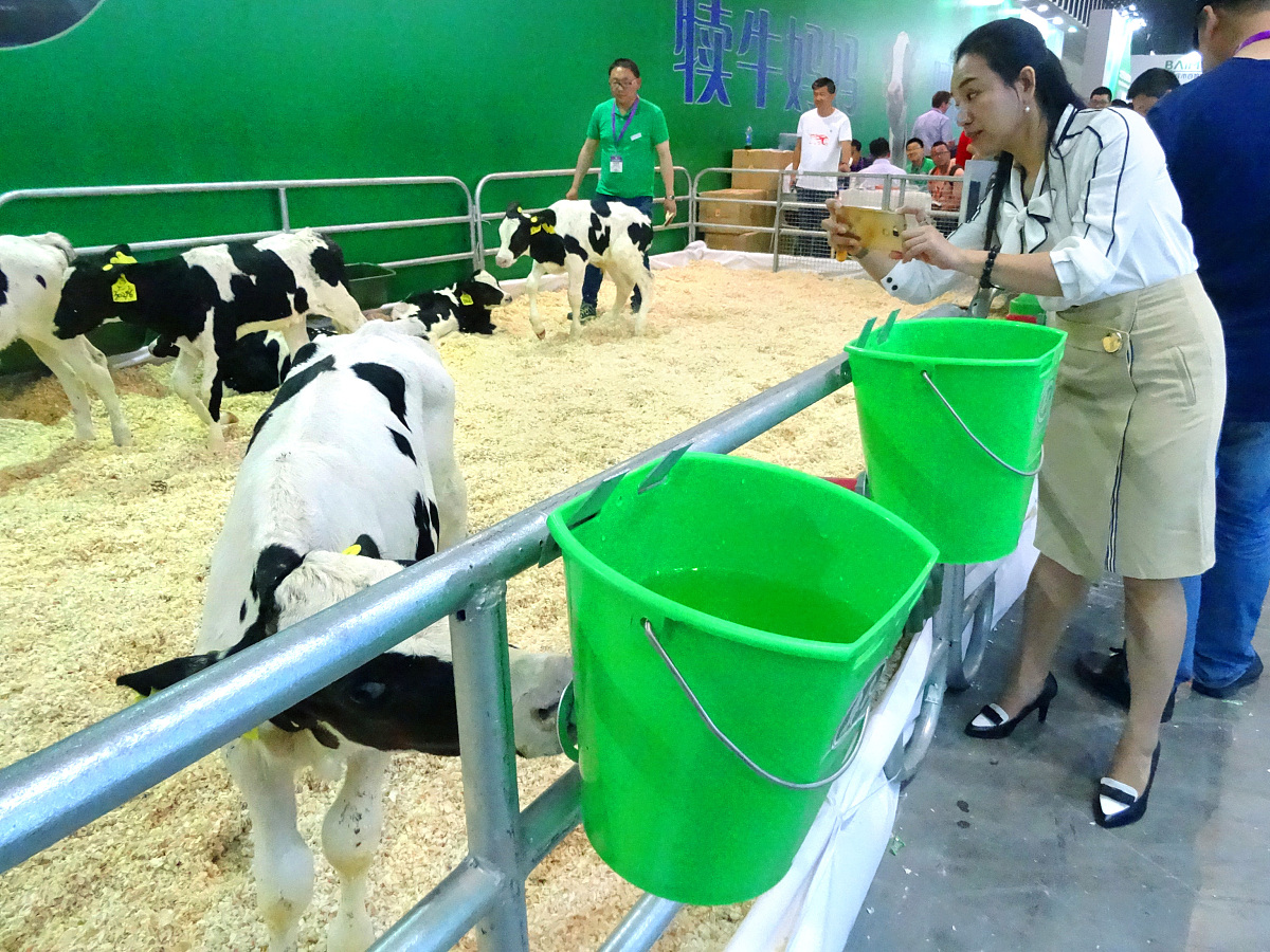 犊牛新蛔虫病感染途径解析：从病原体到预防控制