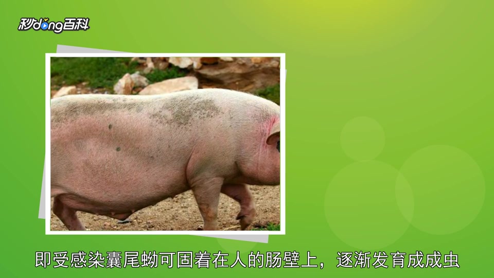 原来豆猪长这样