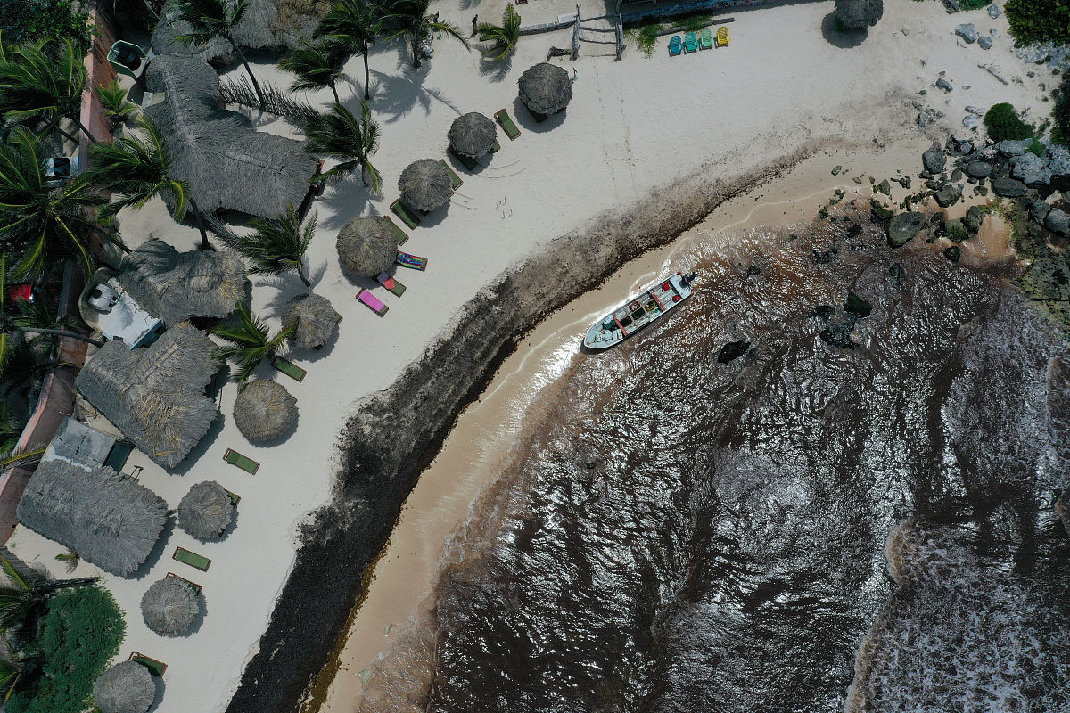 当地时间2019年6月15日,墨西哥tulum,马尾藻侵袭当地海岸.这种海藻使