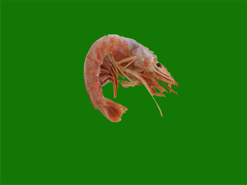 红对虾:一般都不是红色的