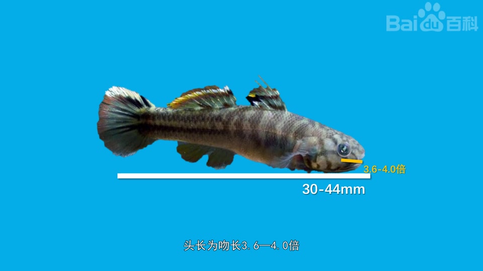 阿部鲻虾虎鱼