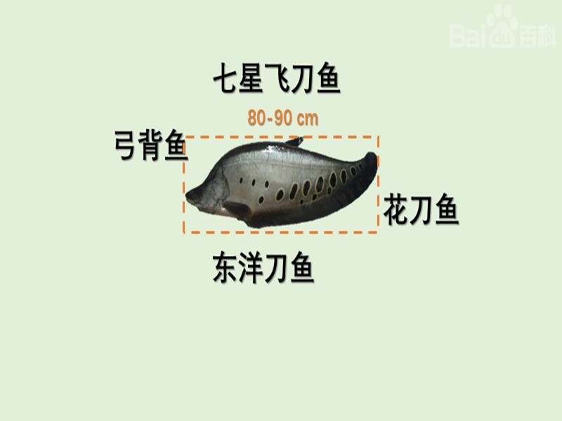 七星刀鱼:又名鲍孔驼背鱼、七星飞刀、东洋刀、花刀鱼