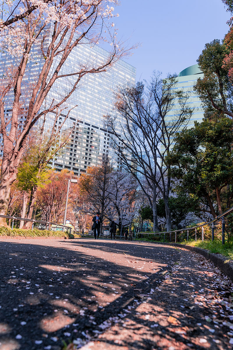 当地时间2019年4月3日,日本东京,满开的樱花随着微风落下,不时飘落在