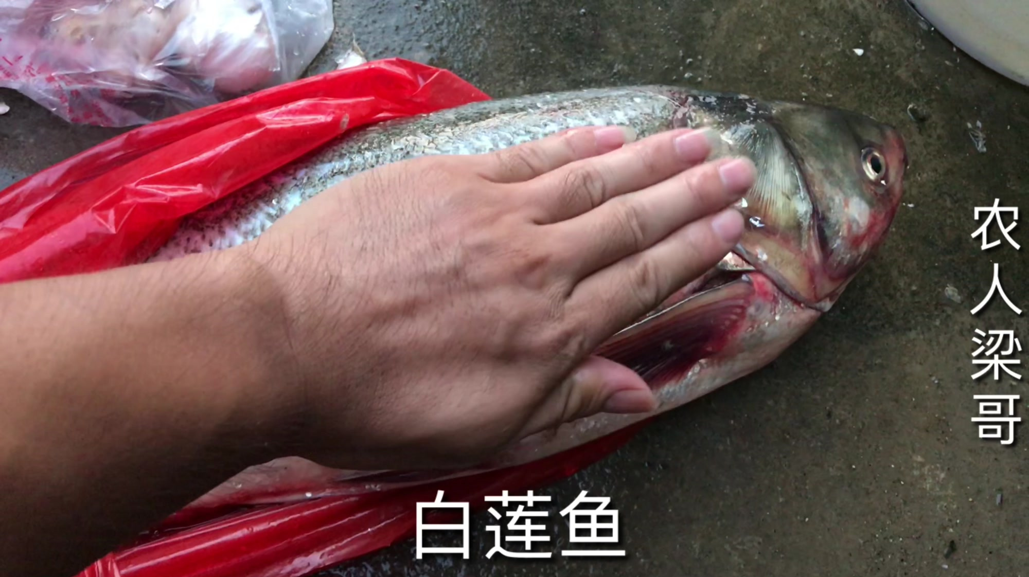 广西灵山最出名的特色菜“水浸鱼”你们肯定没有见过!