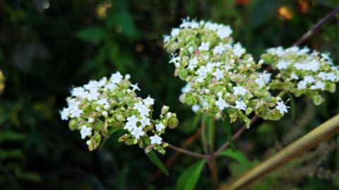 白花败酱草,农村称为苦菜,大别山金寨叫它将军菜,你吃过吗?