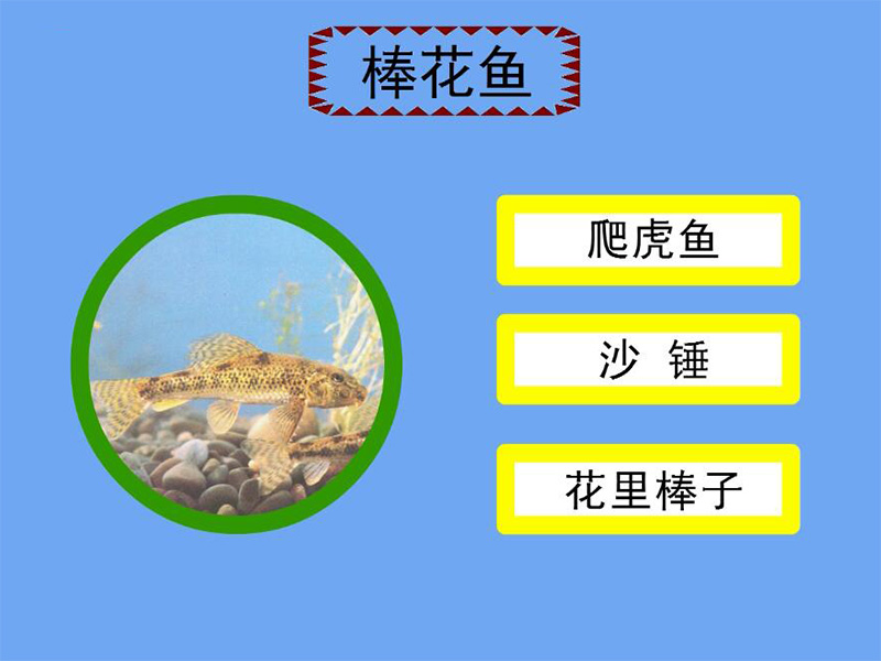 棒花鱼:鼻孔前方下陷