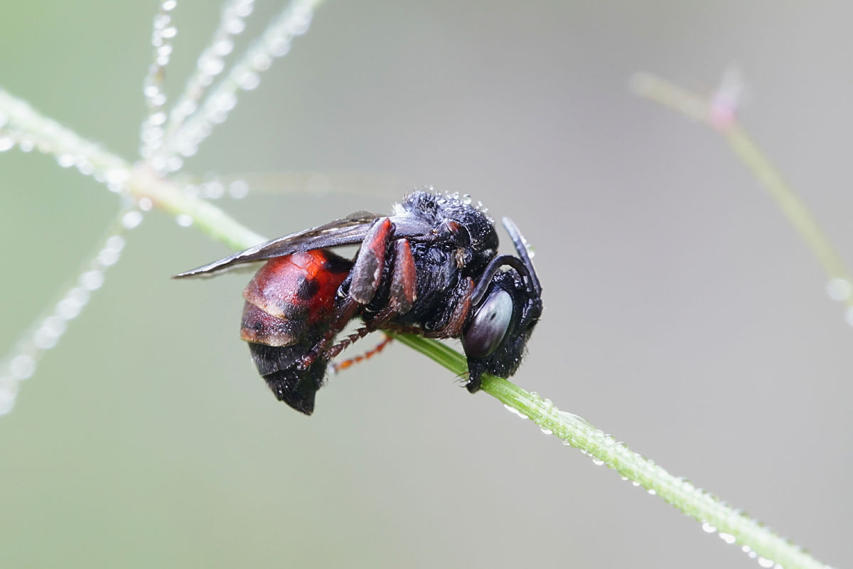 sleeping female kleptoparasitic bee, epeoloides coecutiens
