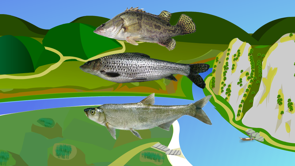 三花一岛:松花江鳌花鱼、鳊花鱼、季花鱼和岛子鱼四种名贵鱼产