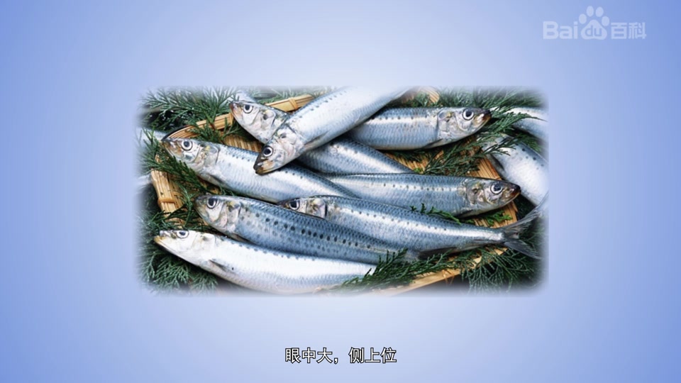 斑点莎脑鱼