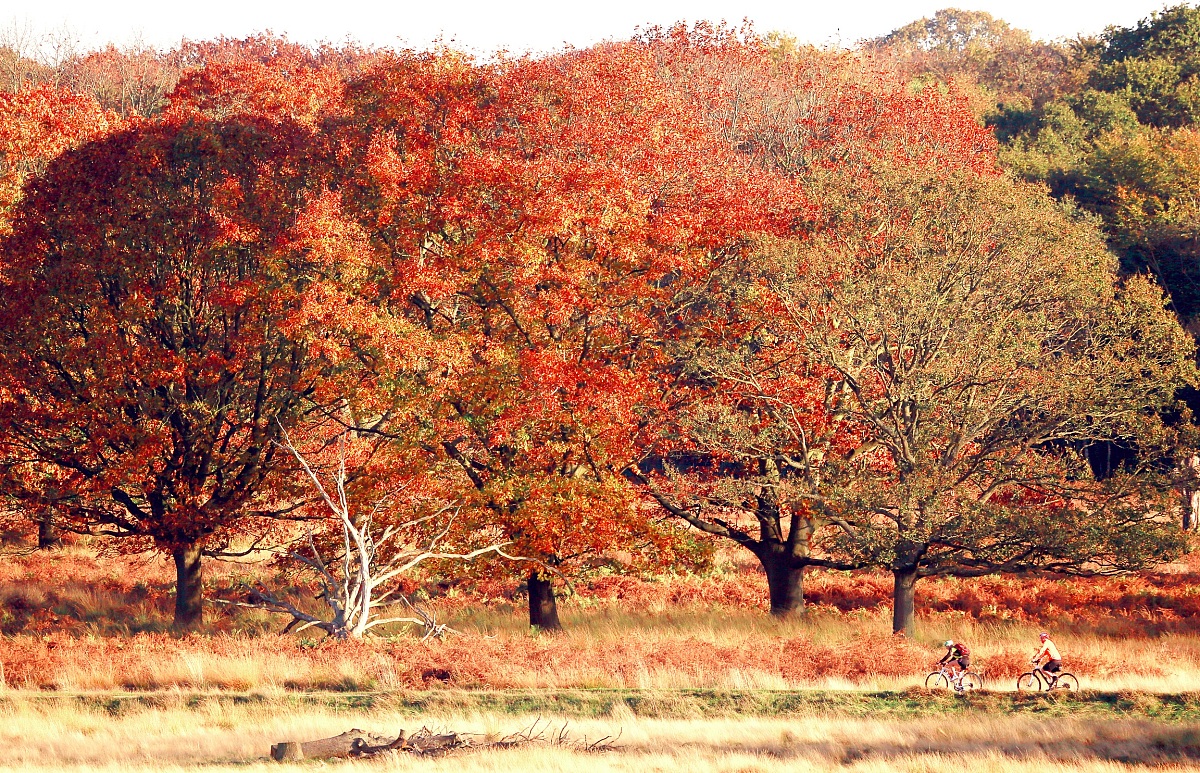 写一篇邀请朋友聚会的诗词