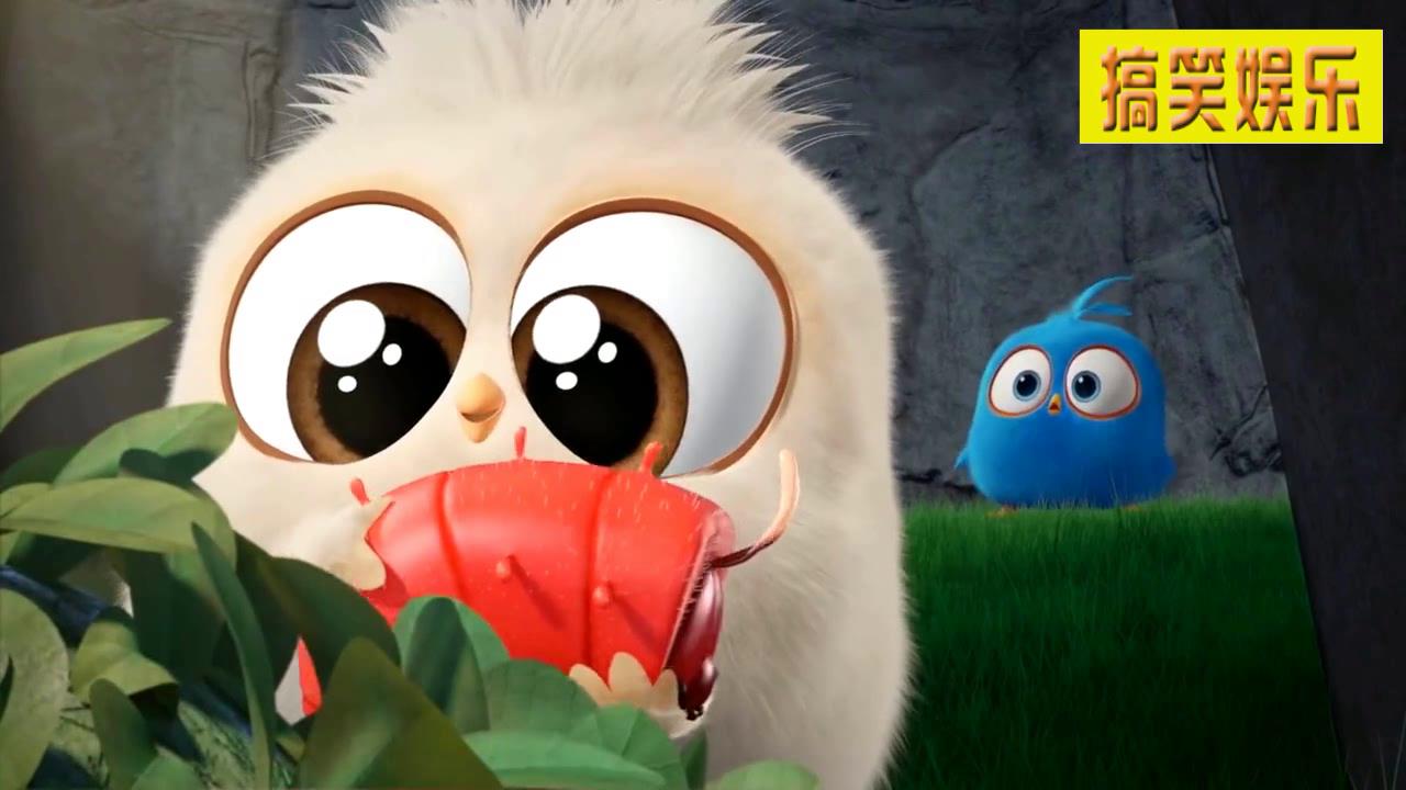 白色小公鸡无意间喜欢上蓝色小鸡,蓝色小鸡被追了好几条街