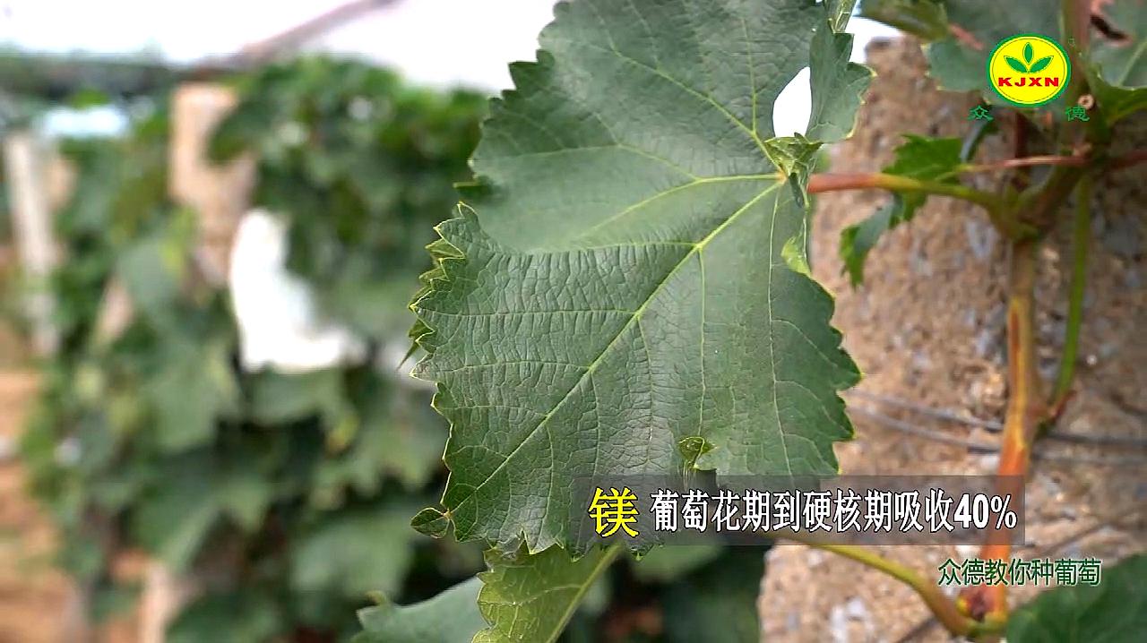 [图]葡萄种植科教片——普通营养特性和施肥要求