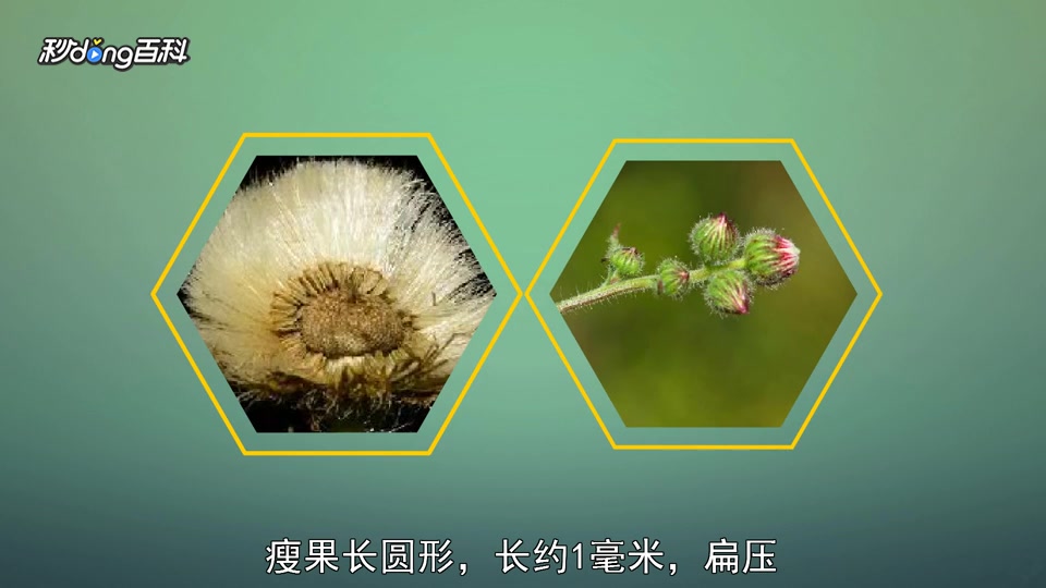 原来熊胆草长这样