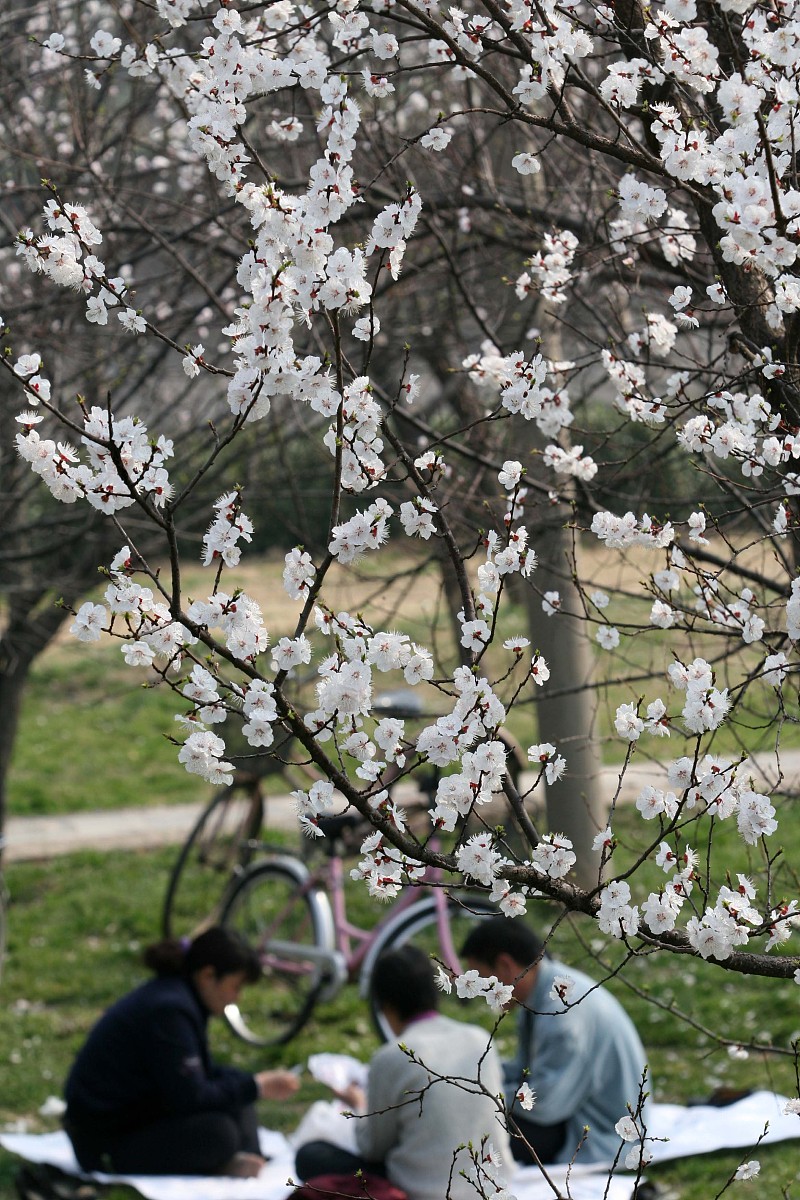 春之舞：拥抱美好，活力无限