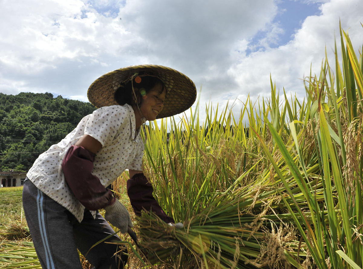 庄稼的近义词：农作物、农田、农业、农耕、农艺、农事 - 农业词汇解释