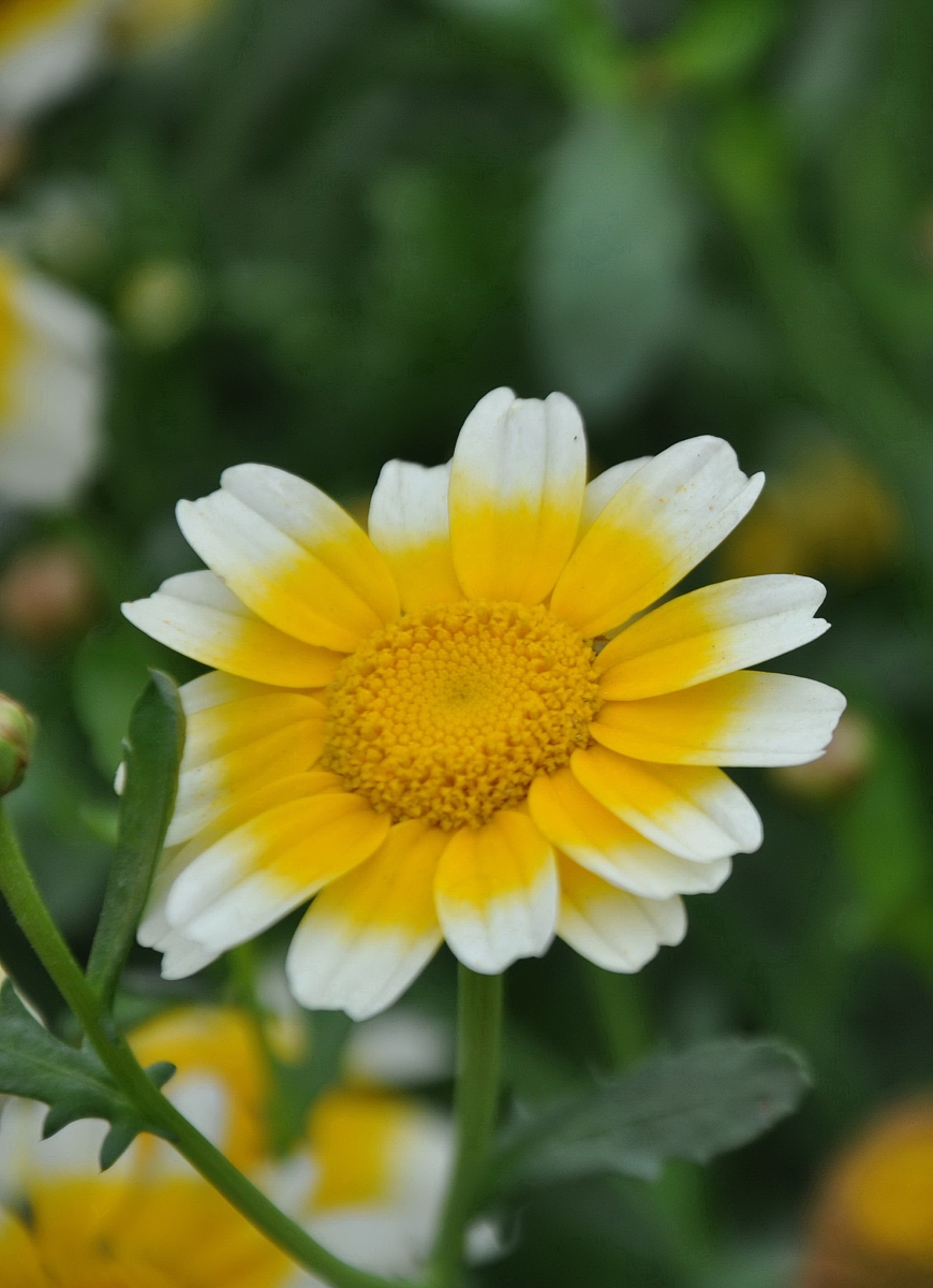 ***_***2010年3月27日,江西遂川,美丽的<strong>茼</strong>稾花.