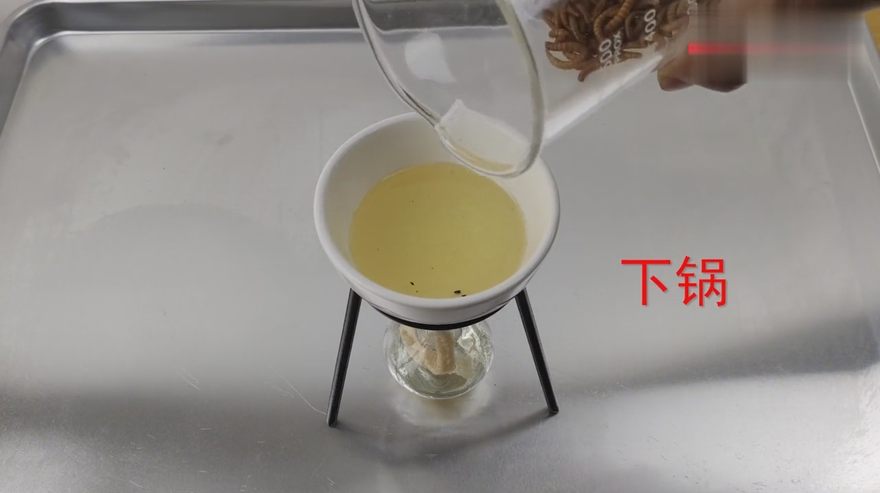 油炸面包虫!香脆可口!营养丰富!但是你敢吃吗?