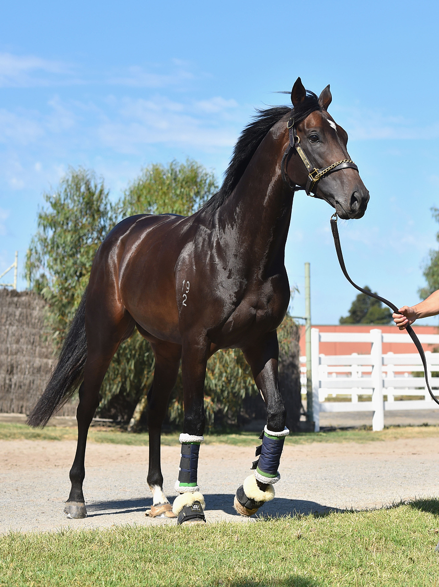 melbourne, australia - march 03:  new zealand 3 year old xtravag
