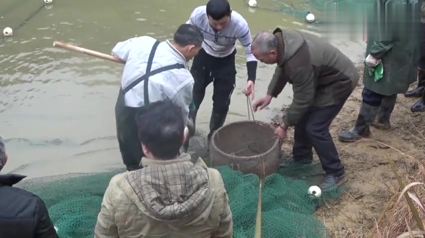 小芳家今天捕鱼,亲戚邻居都来帮忙,好多鱼啊,这场景不多见了