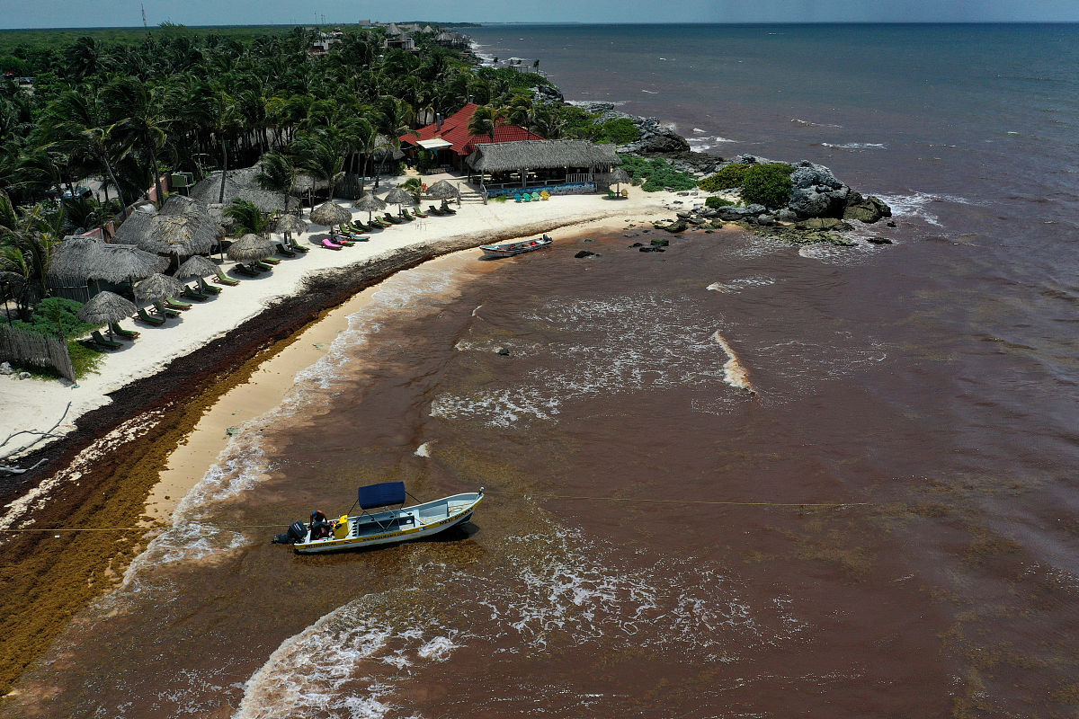 当地时间2019年6月15日,墨西哥tulum,马尾藻侵袭当地海岸.这种海藻使