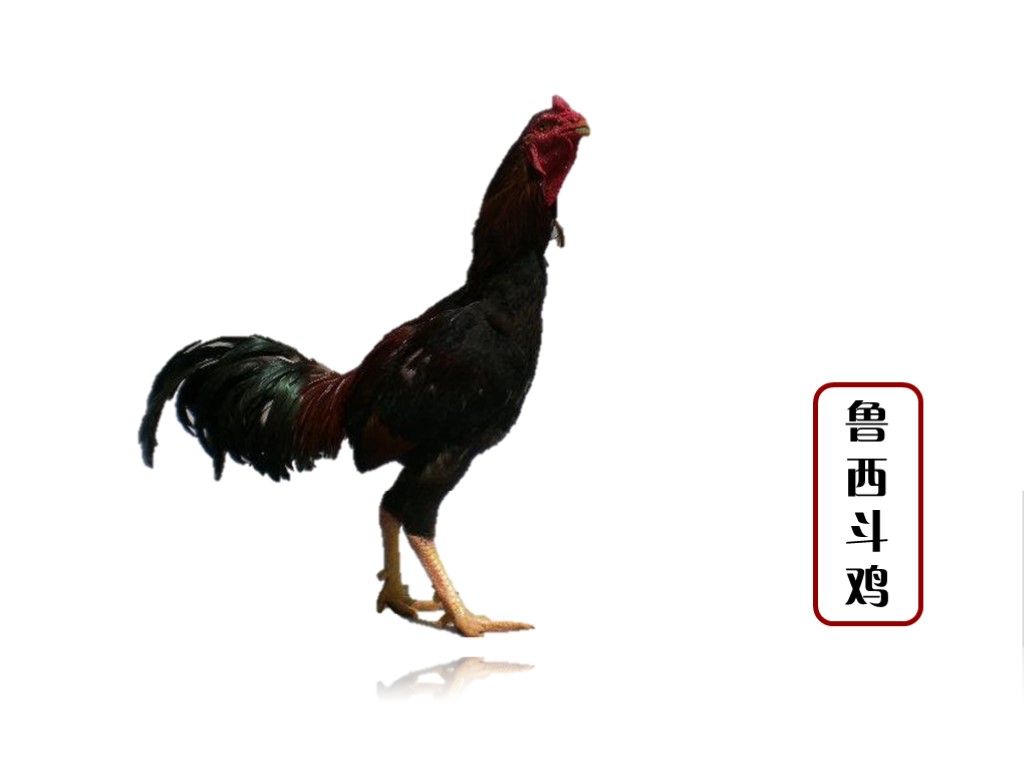 鲁西斗鸡:鲁西斗鸡,山东省菏泽市特产,全国农产品地理标志