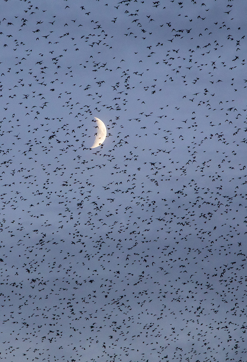 类似各路神仙、牛鬼蛇神的成语