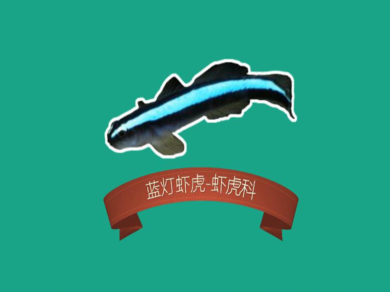 原来蓝灯虾虎长这样