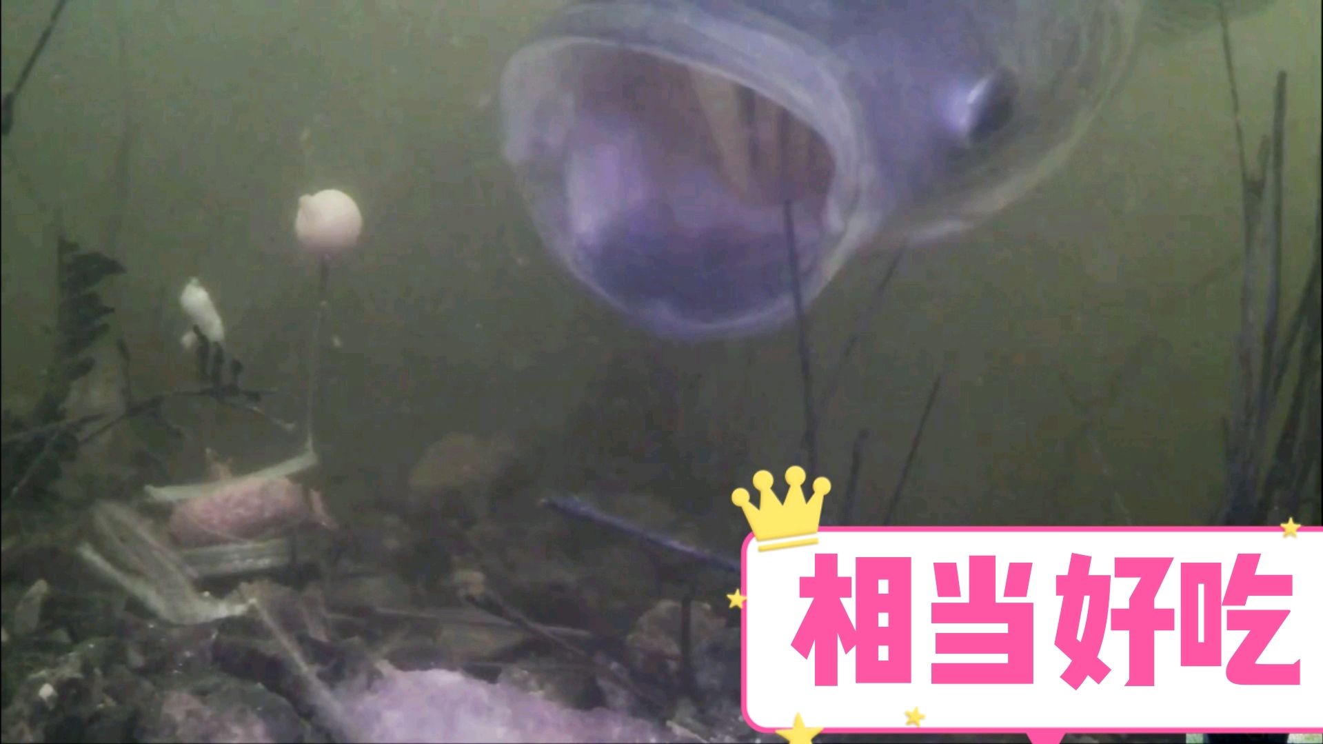 水下高清呈现:翻板钩野钓鲢鳙,引来鲤鱼疯狂围攻,结果让你咋舌