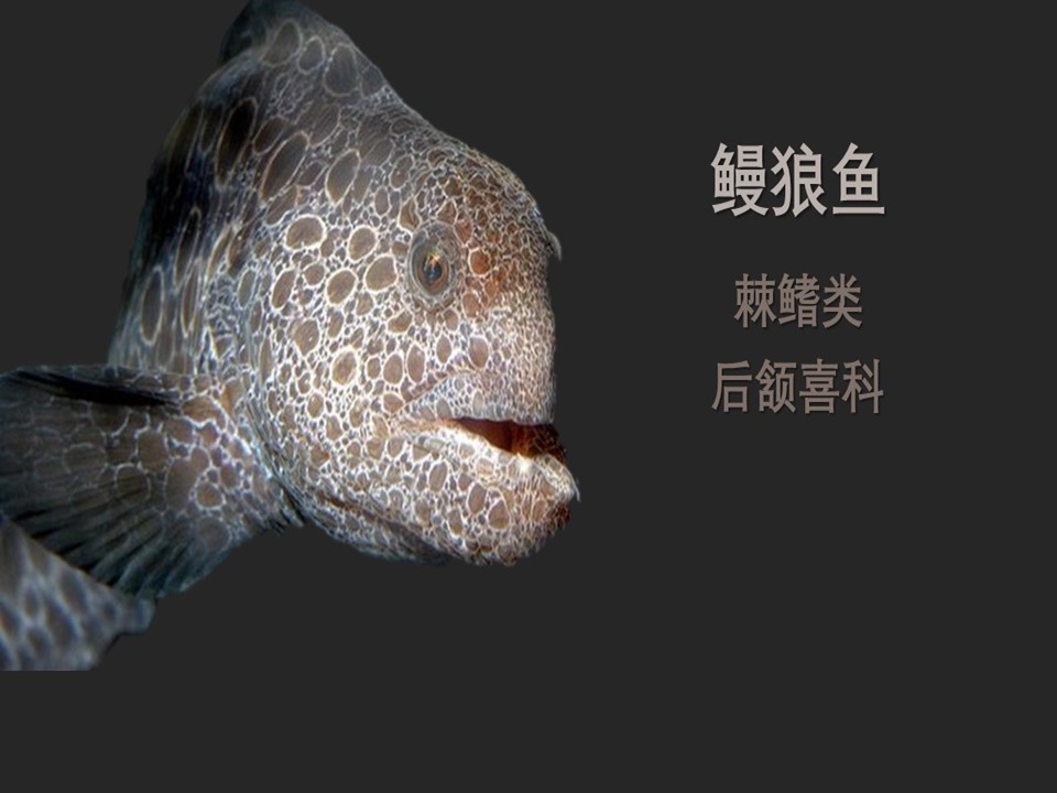 狼鳗:属于肉食性生物,被俗称为大海怪