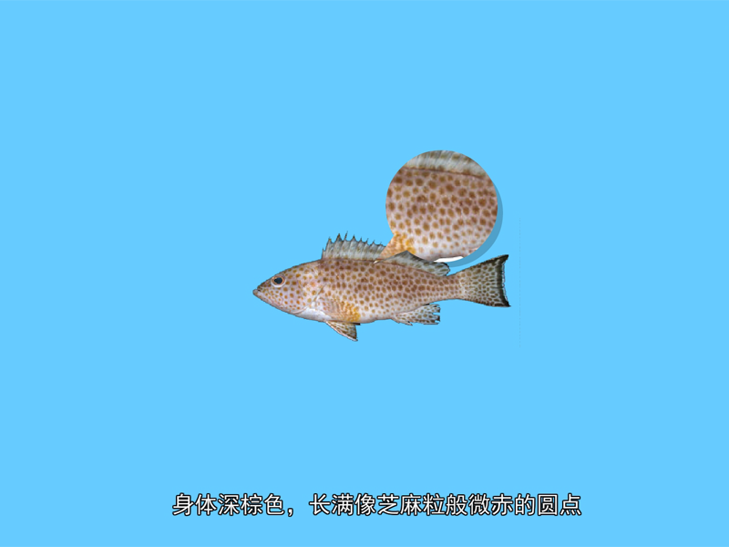 芝麻斑:芝麻斑是指一种暖温性的中下层鱼
