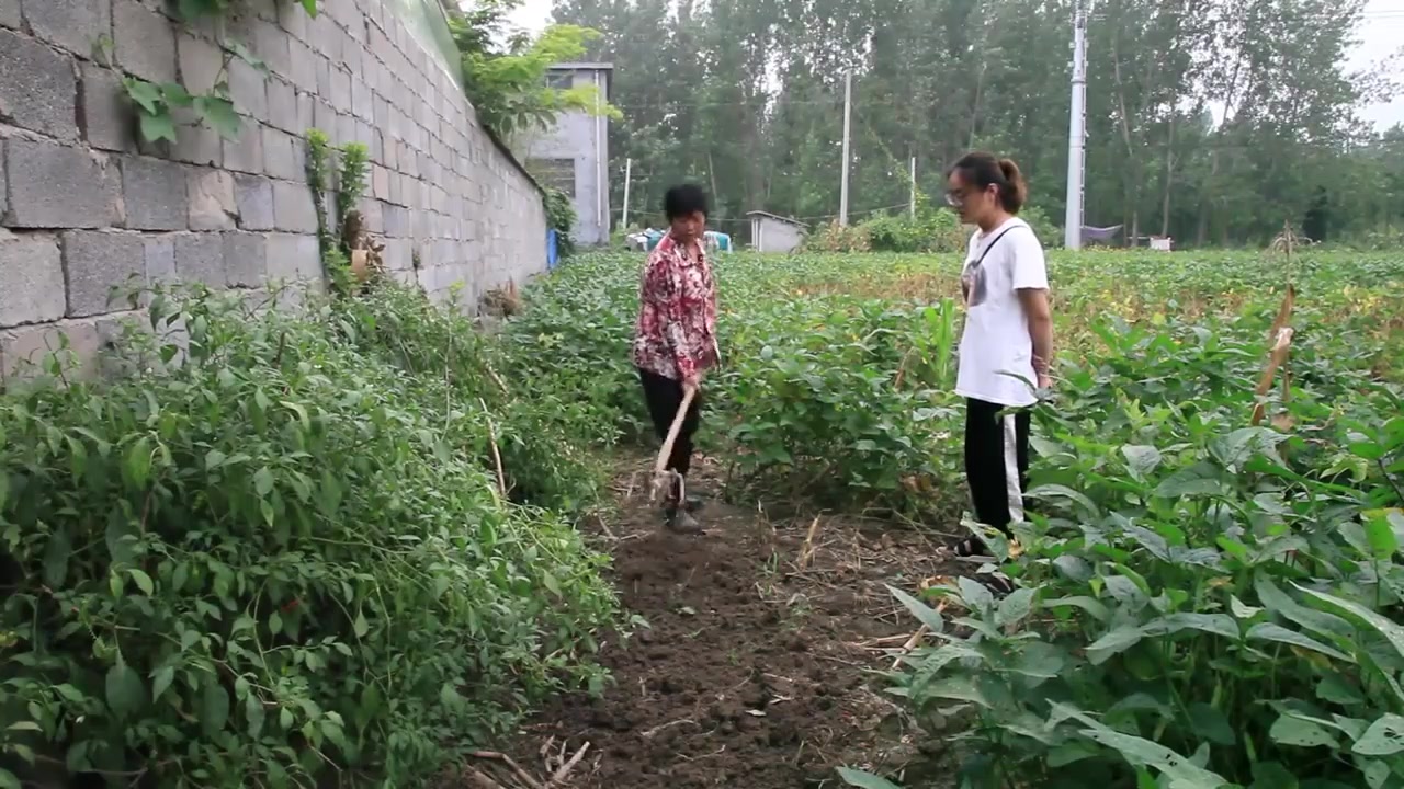 农村婆婆去菜园剜地种小青菜,弟媳妇一旁陪拉呱,两人说话笑呵呵