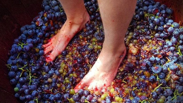 实拍世界最顶级的葡萄酒,原来是这样做出来的,看完你还敢买吗?