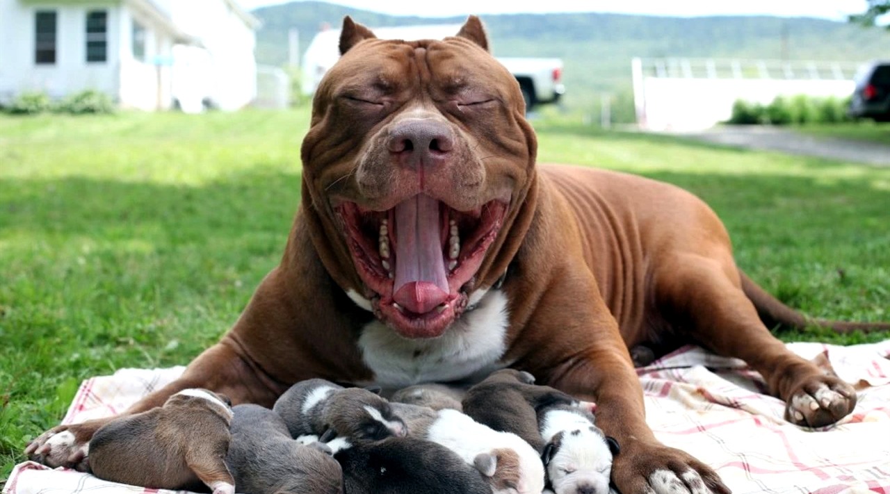 产自美国的比特犬十分凶猛,有没有狗可以打得过它呢?